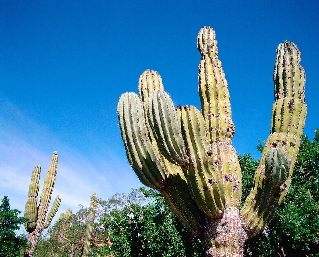 Cardon (Pachycereus pringlei). La Laguna mountains. Baja California. Mexico