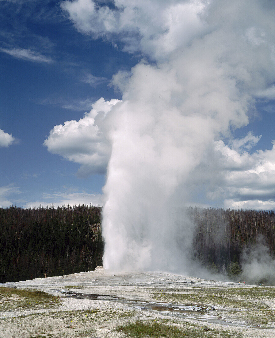 Old Faithful Geyser. Yellowstone National Park. Wyoming. USA