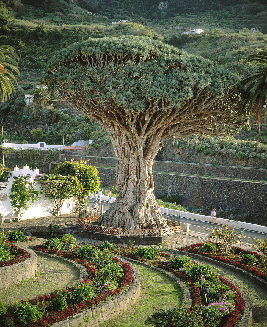 Notorious drago (Dracanea Species) tree. Icod de los Vinos, Tenerife, Canary Islands. Spain.