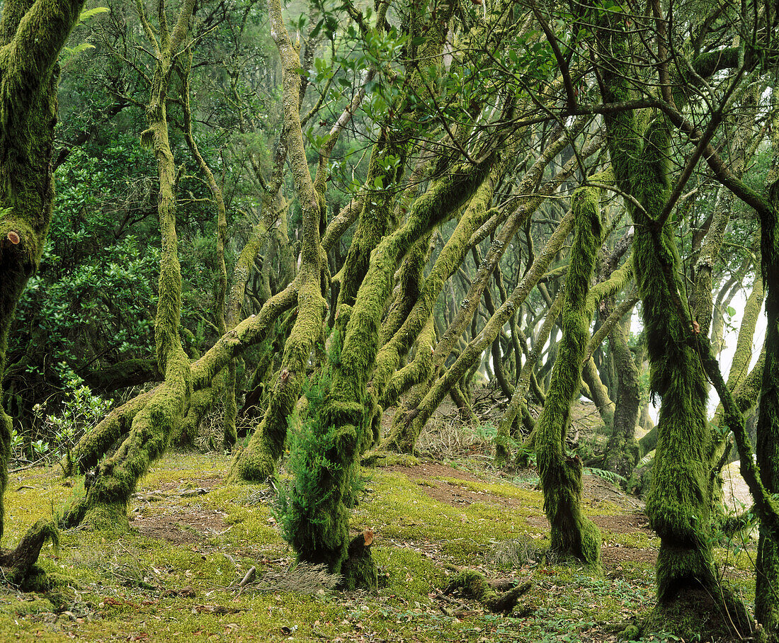 Laurisilva forest, El Hierro, Canary Islands, Spain