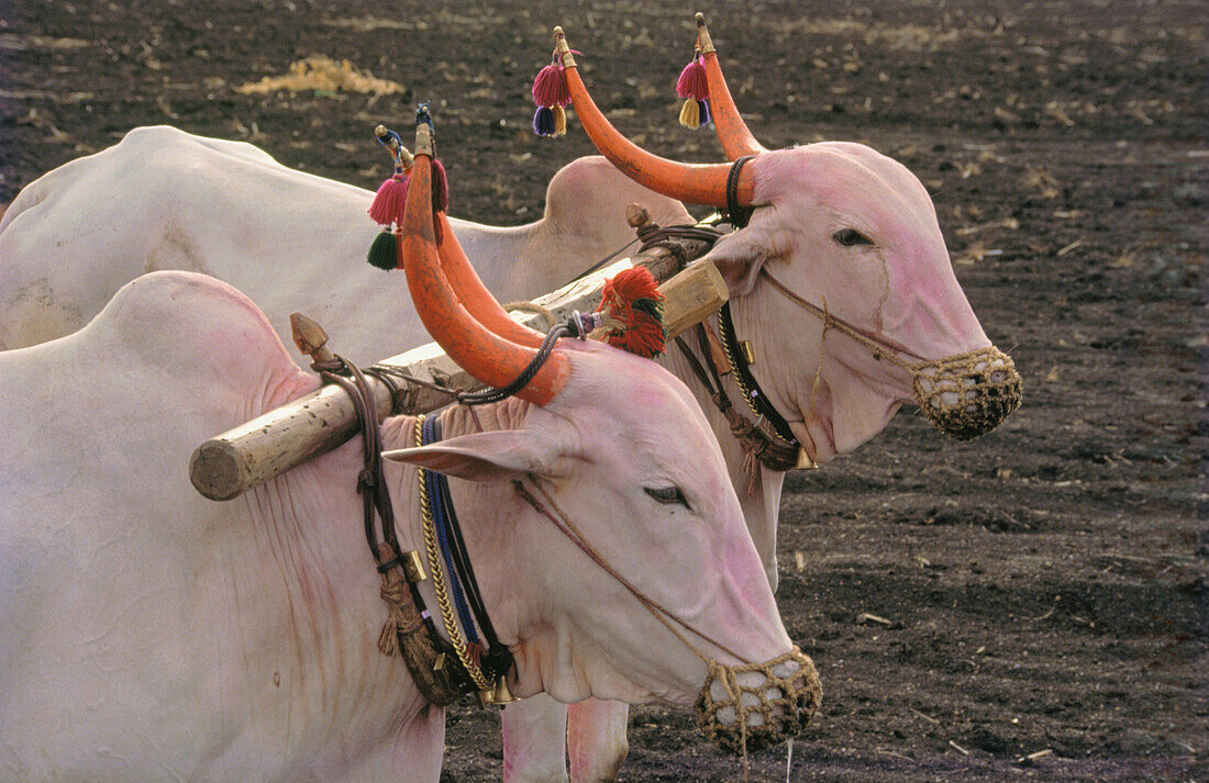 Two white bulls with orange horns