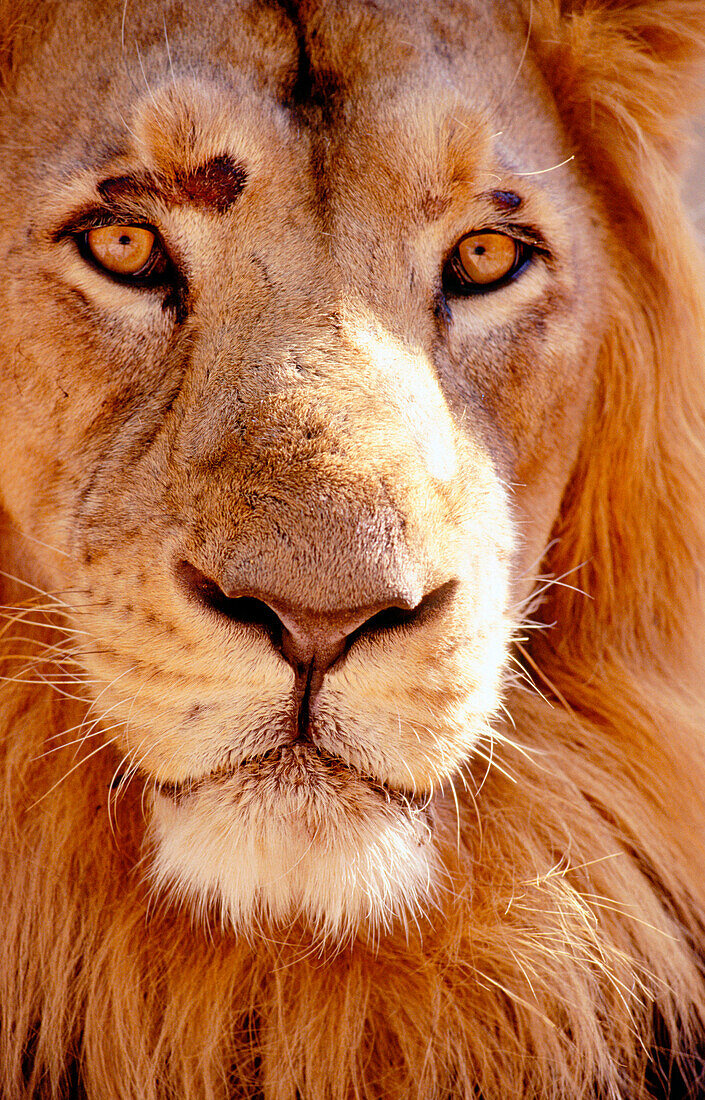 African lion (Felis leo) looking at camera.
