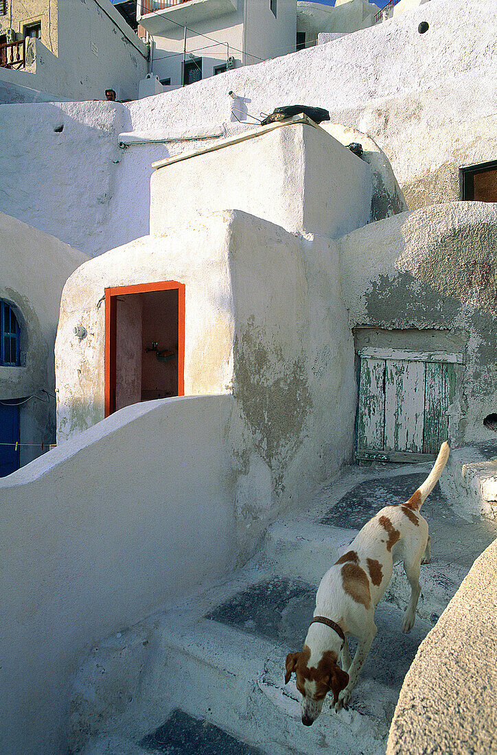 Dog getting down stairs at village. Santorini island. Greece