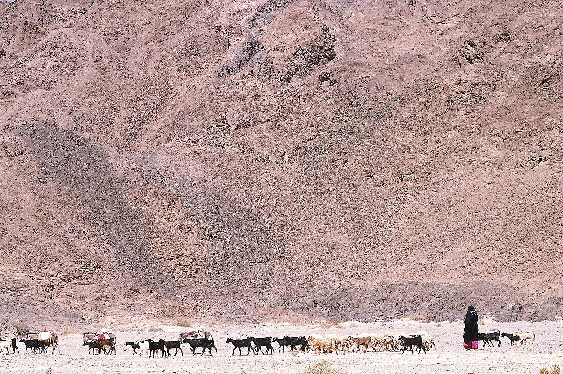 Bedouin female shepherd passing by red rocks with goats. Sinai desert, Egypt