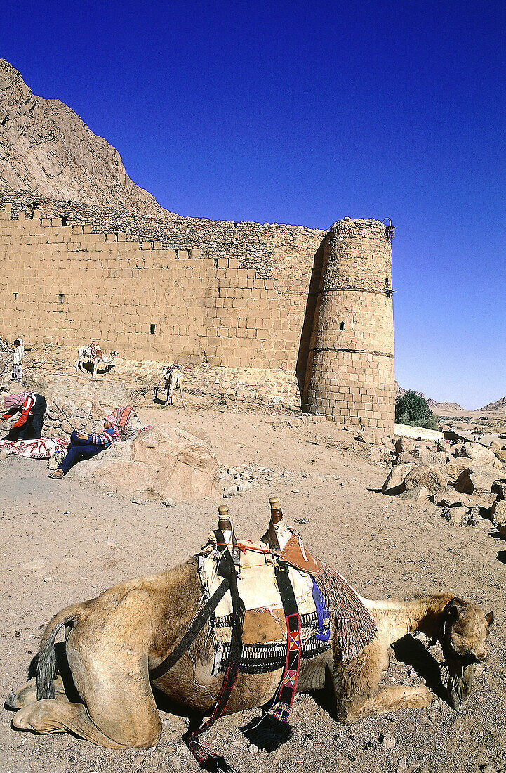 Camel lying in front of St. Katheryn s Greek orthodox monastery. Sinai. Egypt