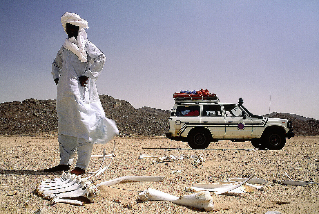 Tuareg driver looking at camel bones. Tassili n Ajjer area, Sahara desert. Algeria