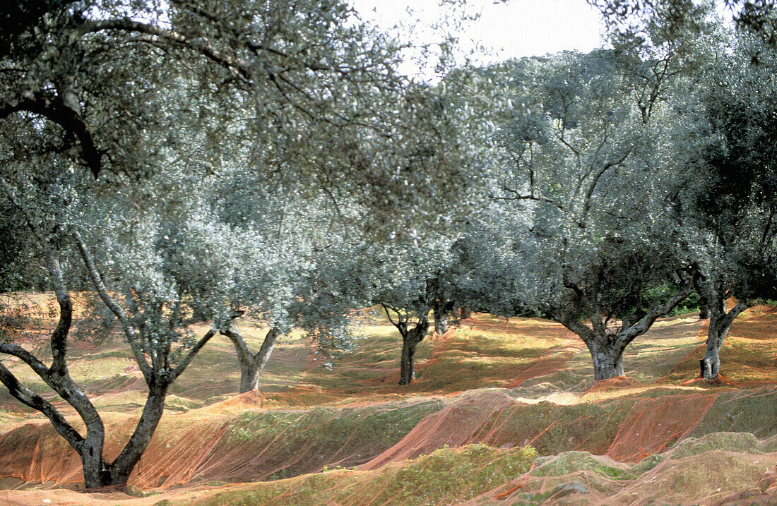 Olive grove near Santa Lucia di Tallà (Sainte Lucie de Tallano). Corsica Island. France