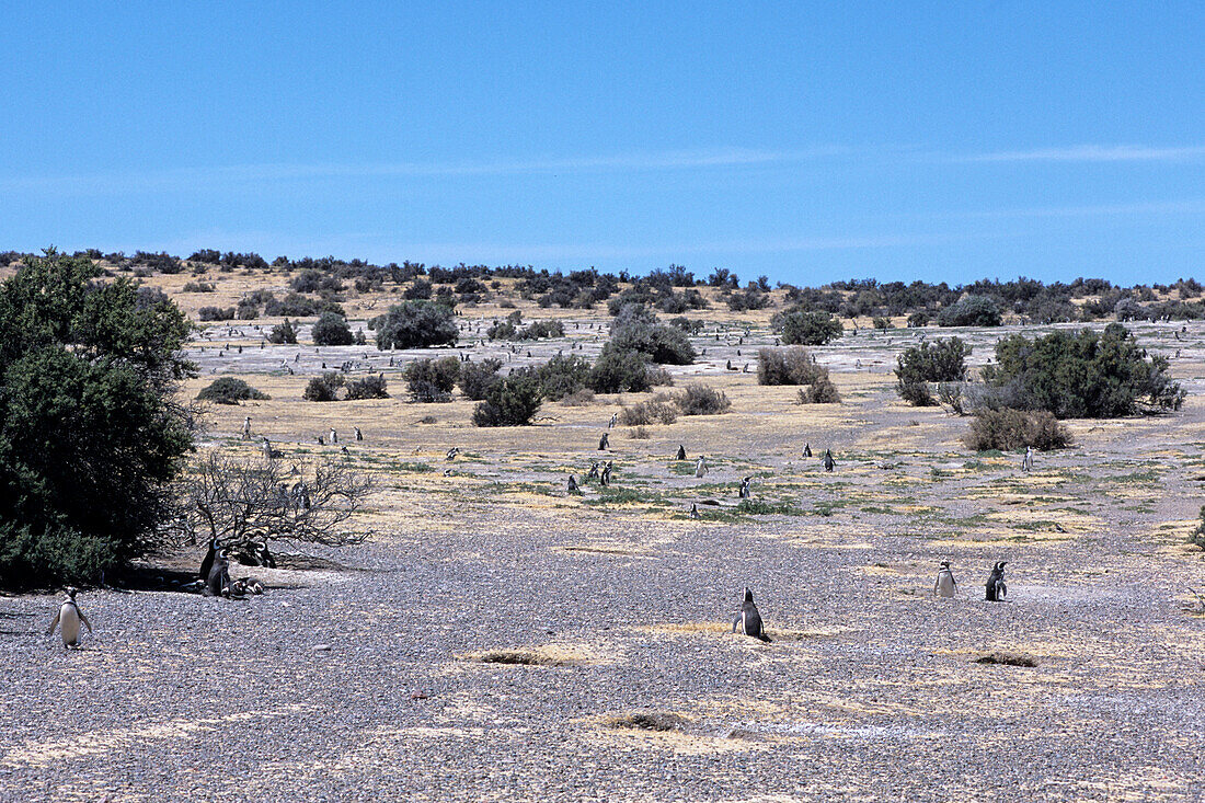 Magellan Pinguin Kolonie, Punta Tombo, Patagonien, Argentinien, Südamerika