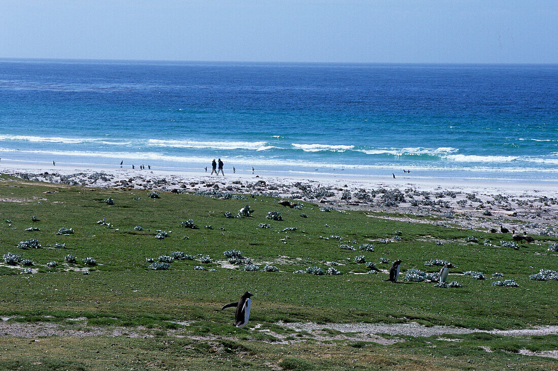 Pinguine und Wanderer am Strand von Saunders Isl., Falkland-Inseln, Südamerika