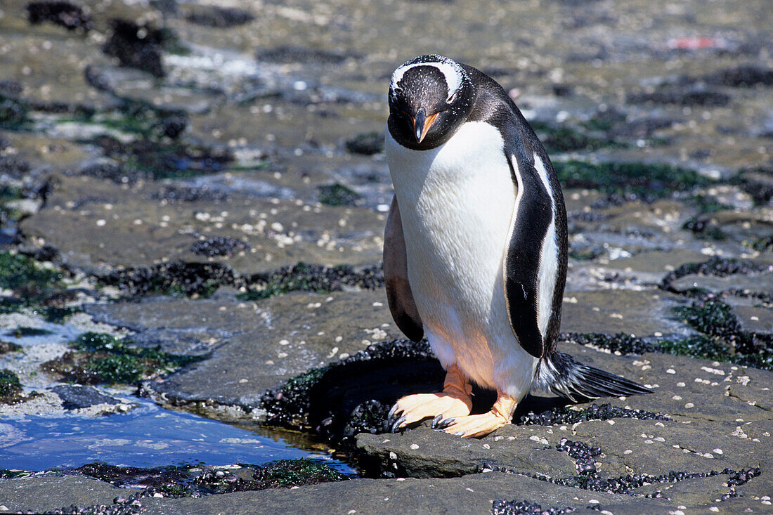 Eselspinguin (Pygoscelis papua), Saunders Isl., Falkland-Inseln, Südamerika