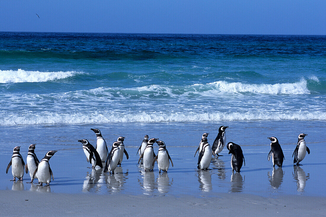 Magellan Penguins on Beach, Saunders Island, Falkland Islands