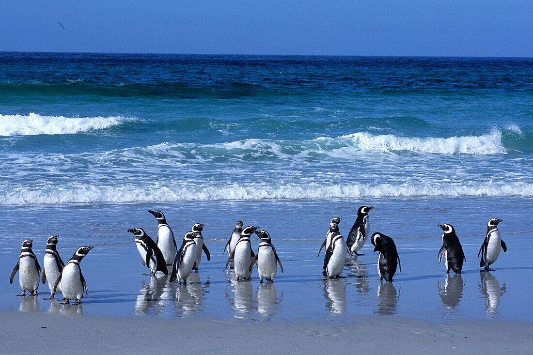 Magellan Pinguine am Strand von Saunders Isl., Falkland-Inseln, Südamerika
