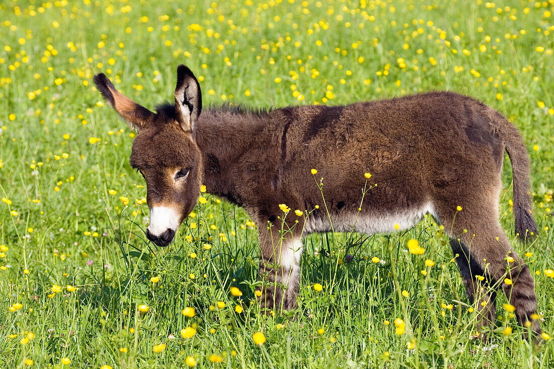 Donkey foal, Equus asinus, on flower meadow Bavaria Germany