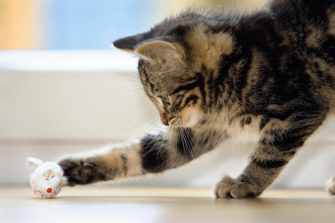 Young domestic cat playing with toy mouse