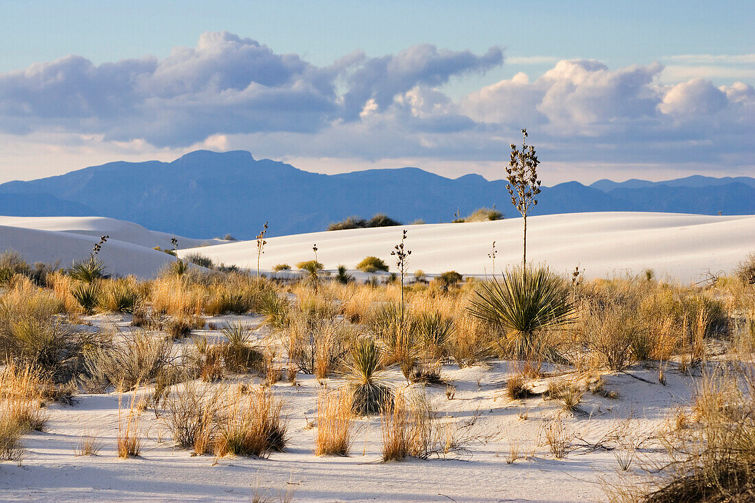 Gypsum dune field, White Sands National Monument, New Mexico, USA