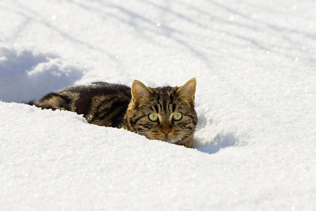 Cat in snow, domestic cat, male, Germany