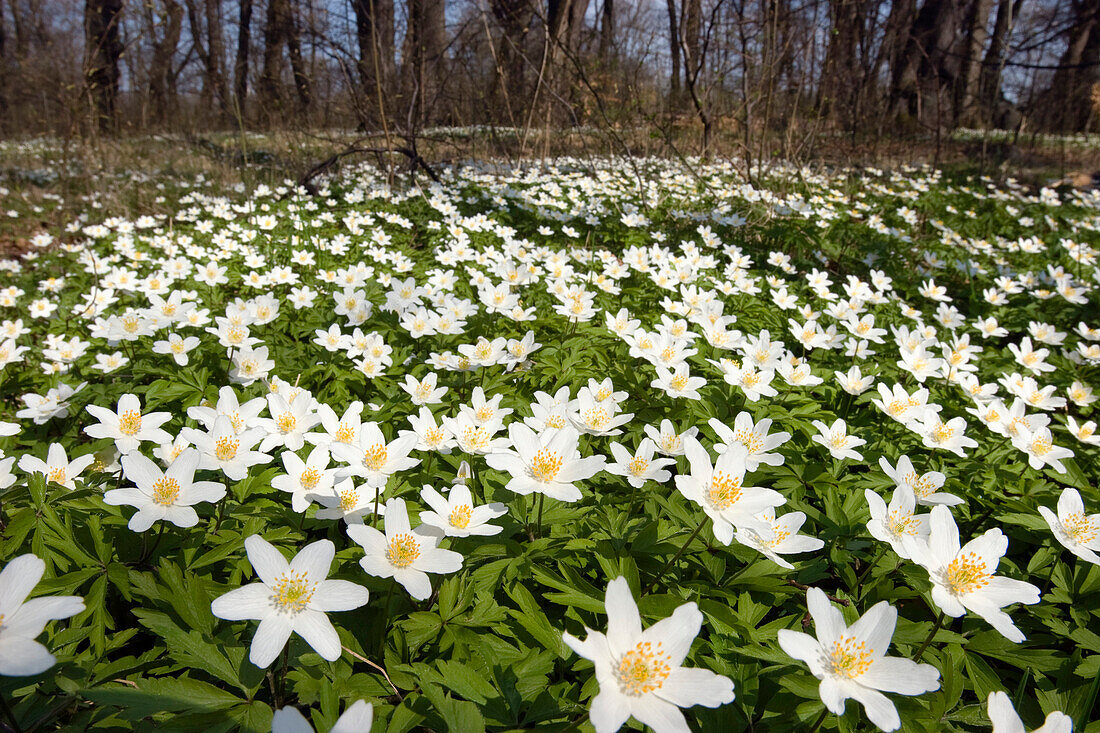 Wood anemone in forest (Anemone nemorosa) on ground of a deciduous forest, Bavaria, Germany