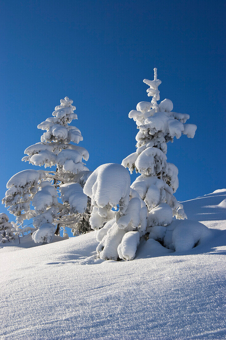 Snow covered spruces, Bavarian Alps, Upper Bavaria, Bavaria, Germany
