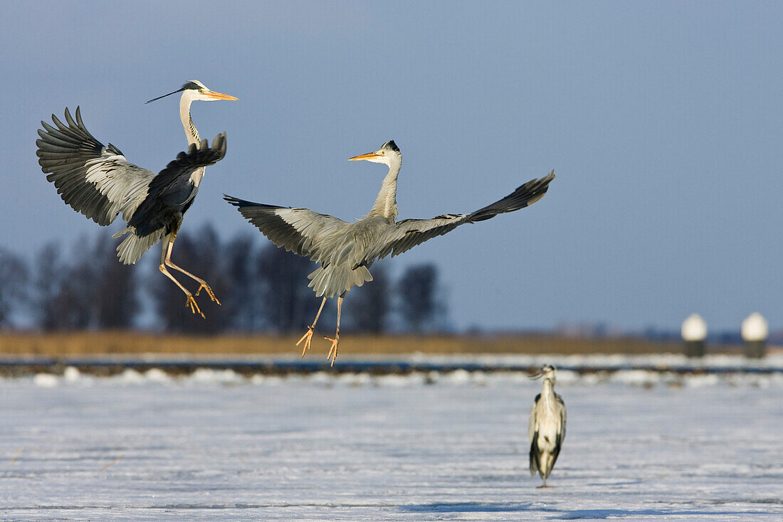 Grey Herons fighting, Ardea cinerea, Usedom, Mecklenburg-Vorpommern, Germany