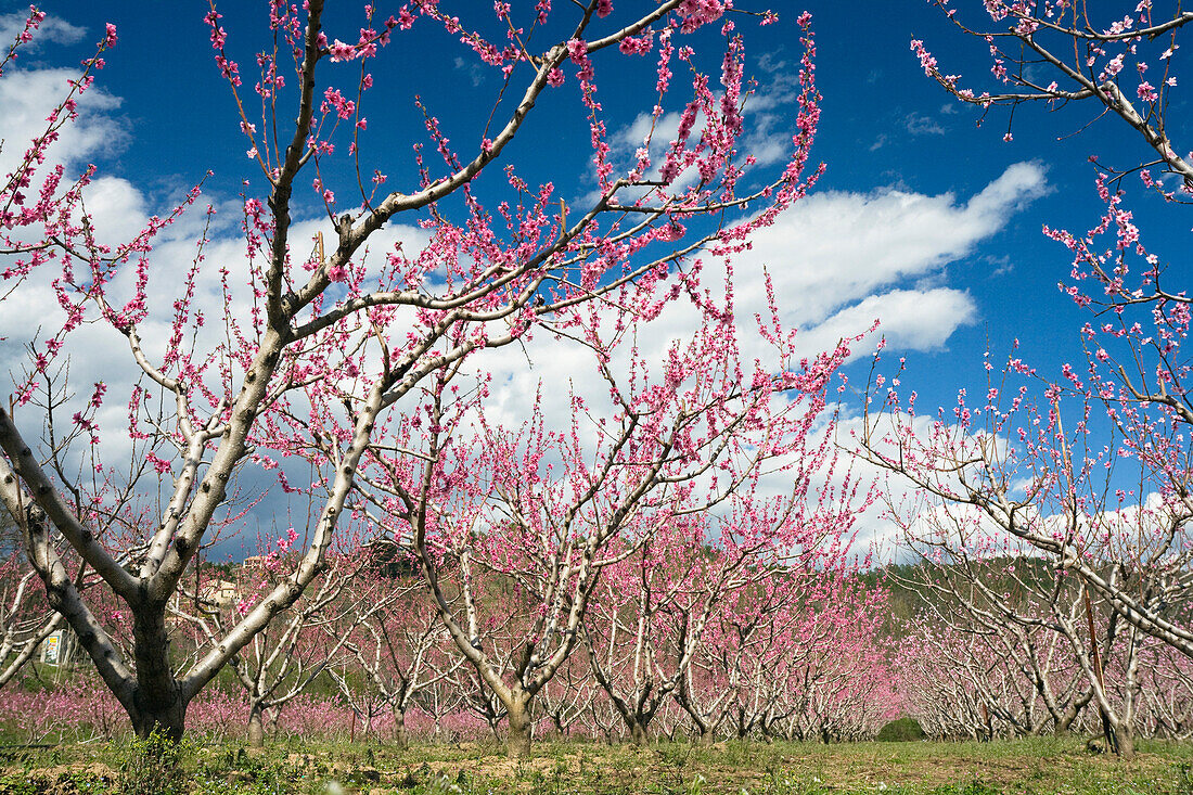 Almond trees in blossom, Provence, France