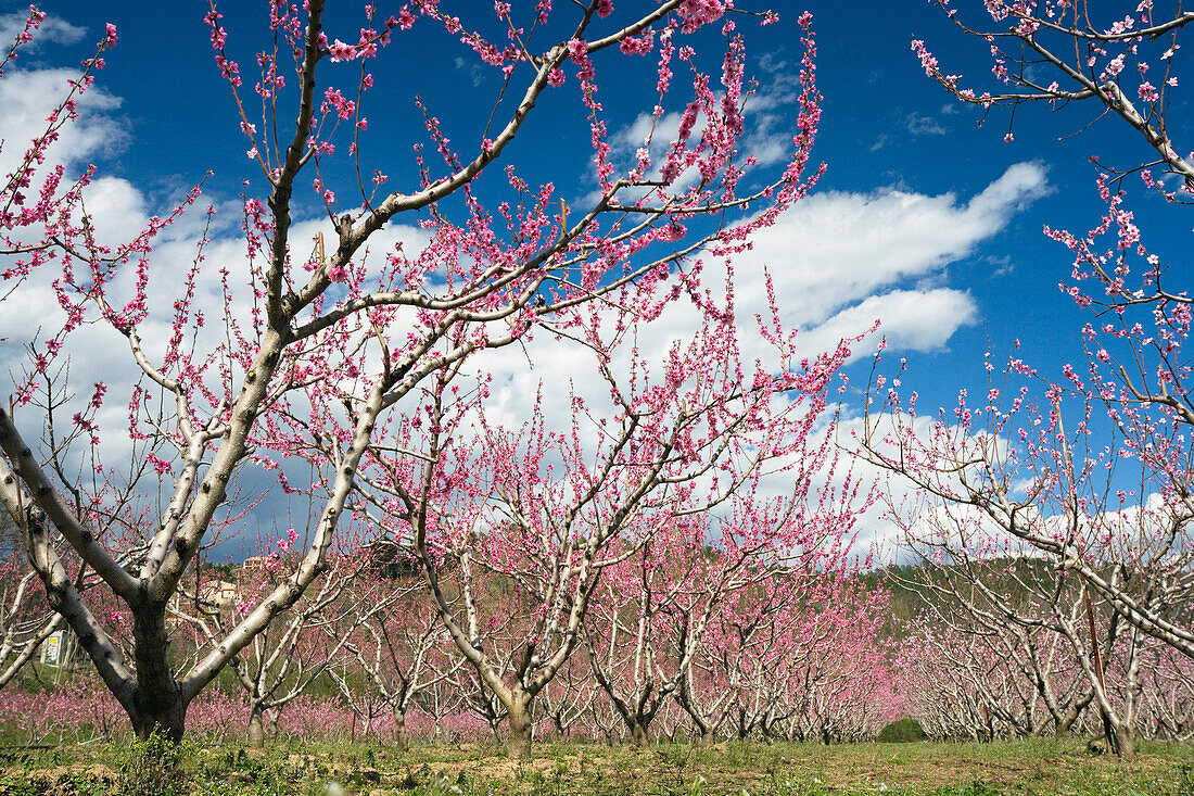 Mandelbaumblüte, Provence, Frankreich