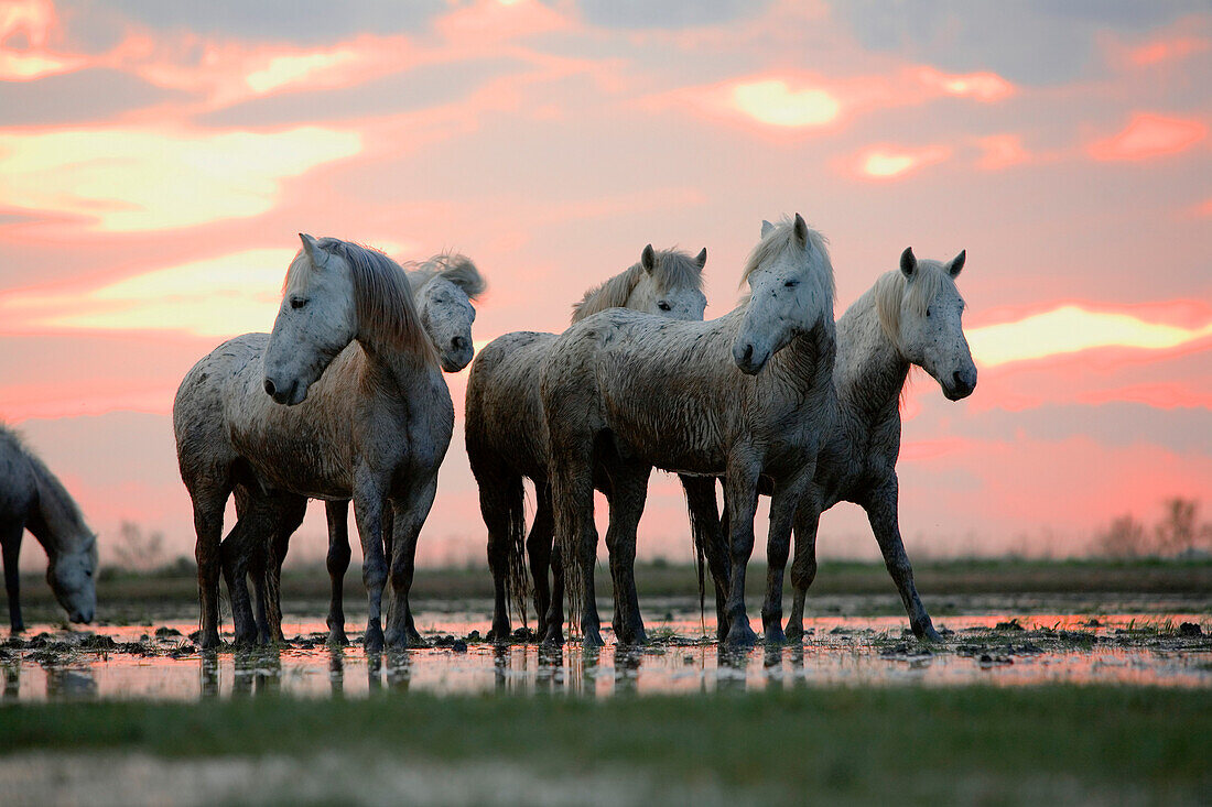 Camargue horses in water, Camargue, France