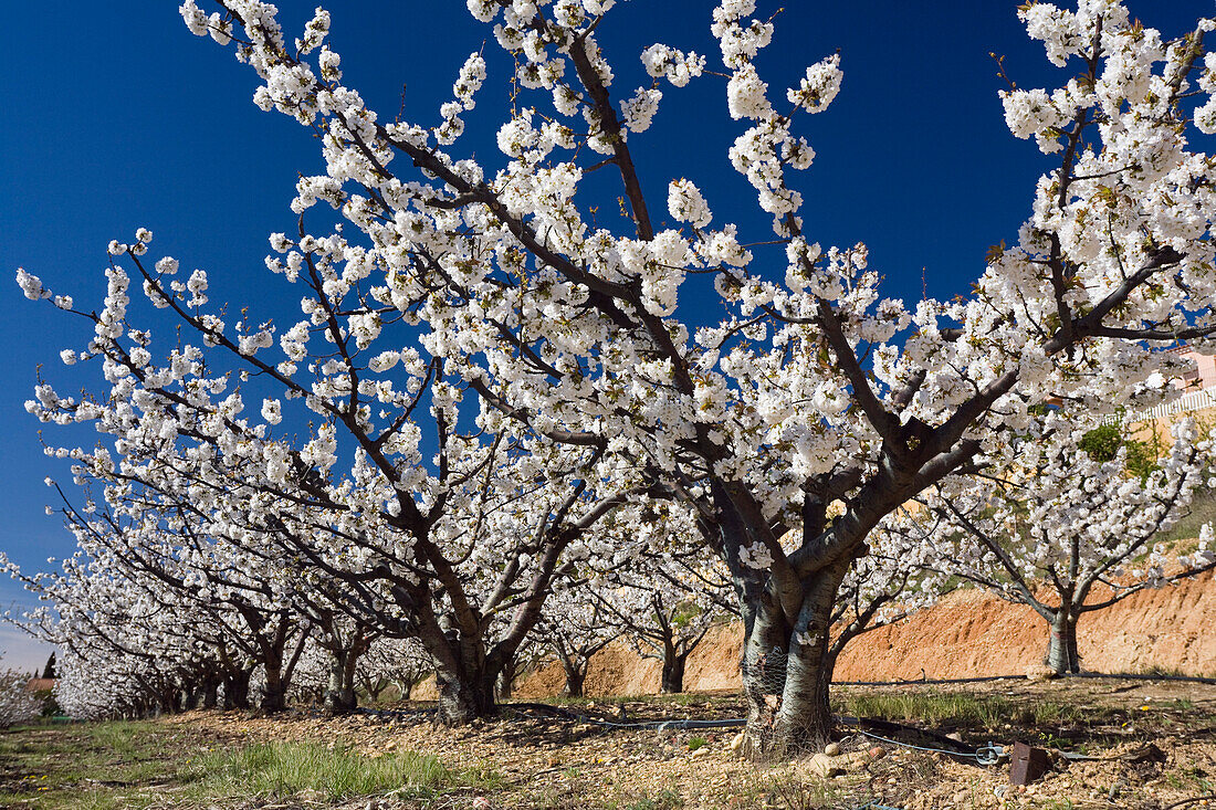 Kirschblüte in der Provence, Frankreich