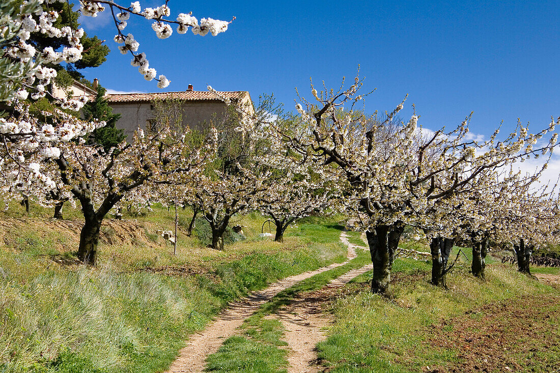 Kirschblüte in der Provence, Frankreich