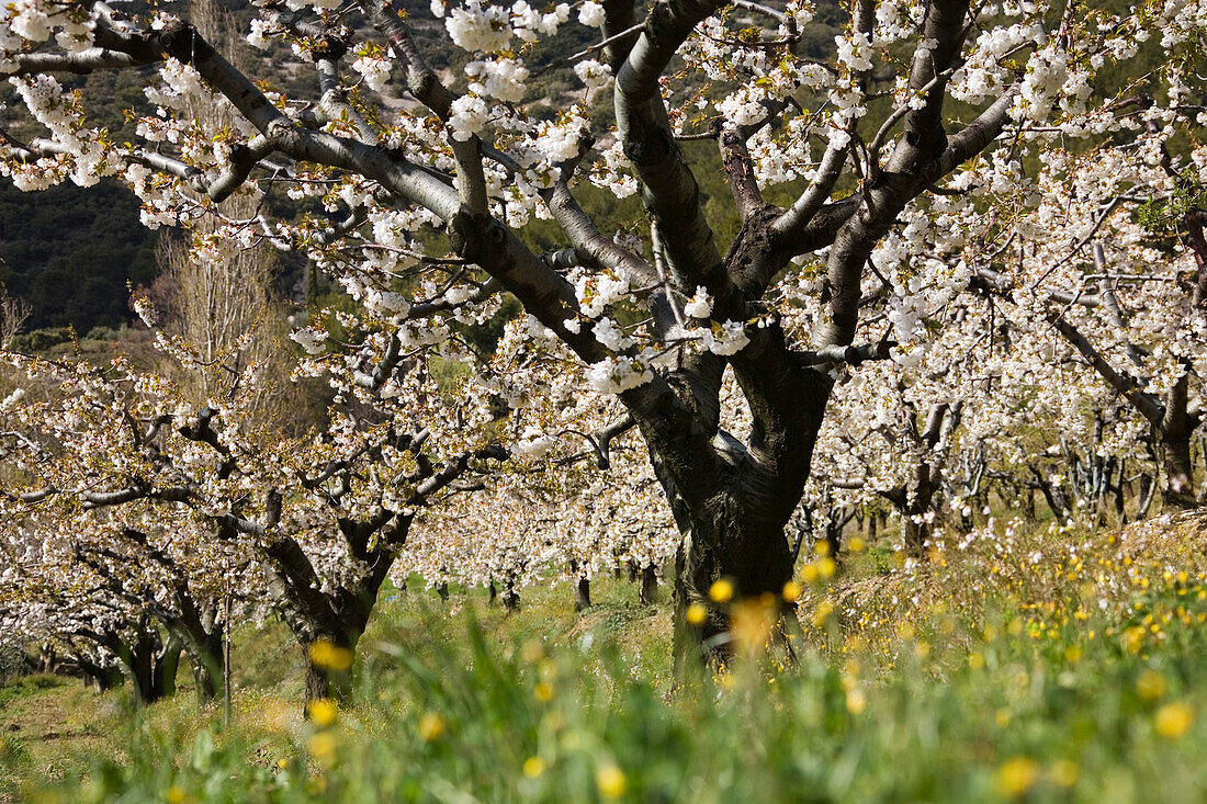 Cherry trees blossoming, Provence, France