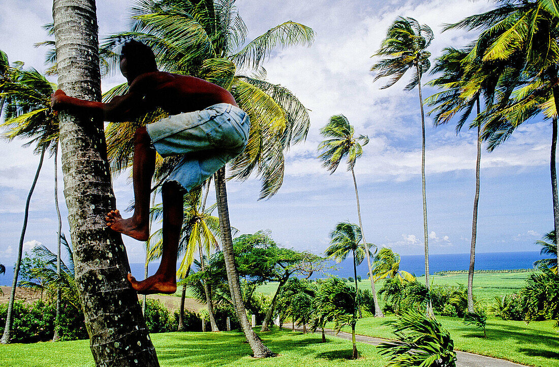 St. Kitts island, St. Kitts & Nevis. British West Indies, Caribbean