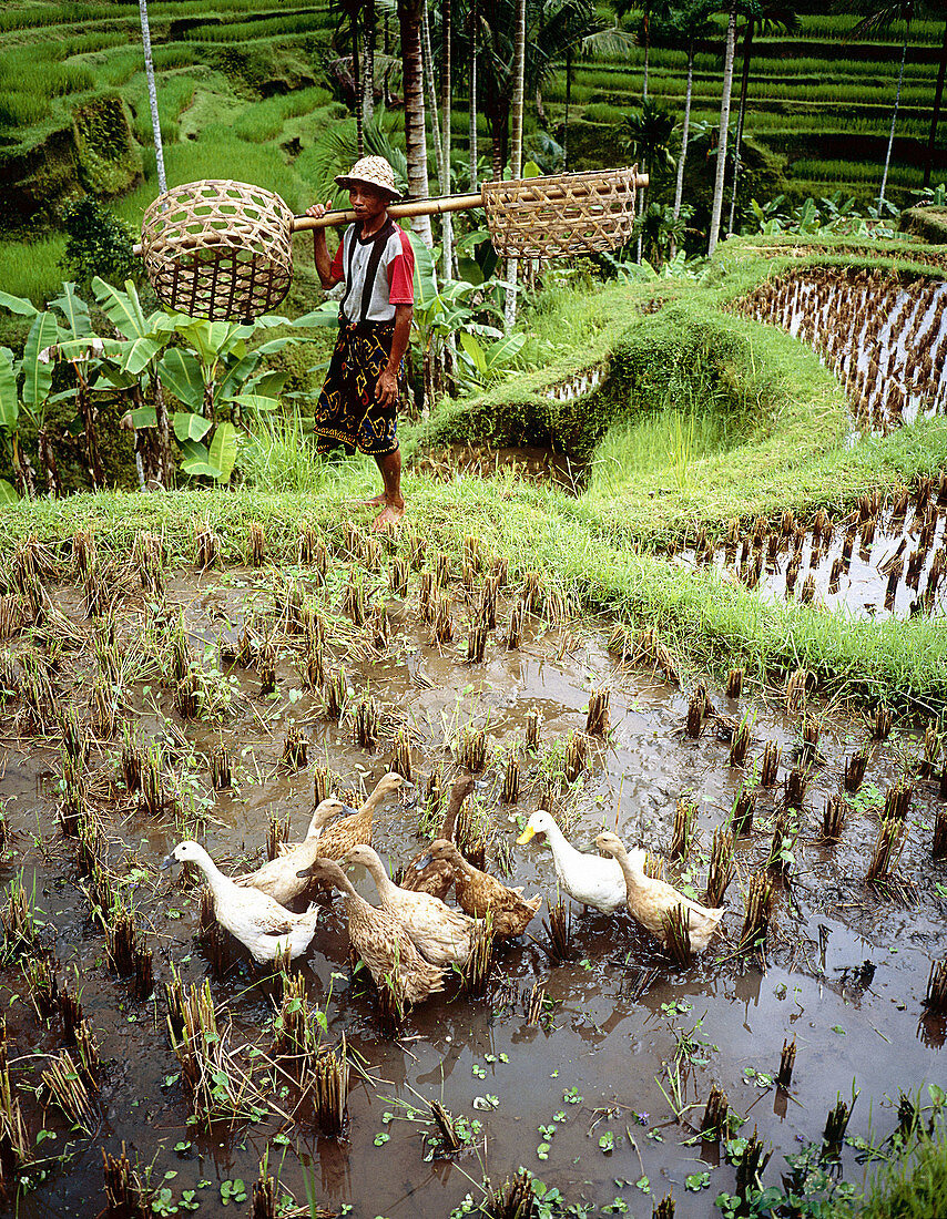 Ricefields. Bali island. Indonesia.