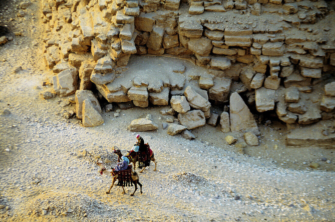 Camels drivers and camels around the pyramids area. Gizeh (Cairo suburbs). Egypt