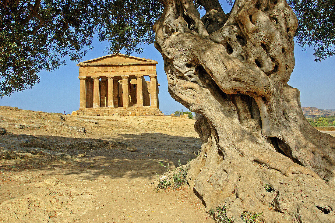 Temple of Concorde built 5th century AD in classical doric style, considered as the greek temple in best condition in the world. Thousand year old olive tree at fore. Agrigento. Sicily. Italy