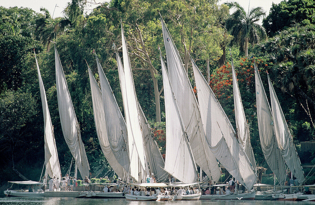 Feluccas on River Nile. Aswan. Egypt