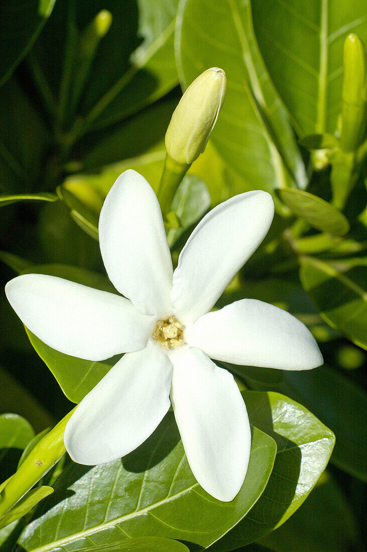 Raiatea island. French Polynesia. South Pacific.