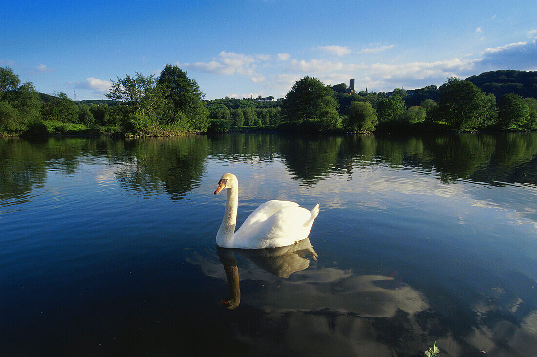 A swan on the river with Castle Blankenstein in the background, Hattingen, Ruhr Valley, Ruhr, Northrhine Westphalia, Germany