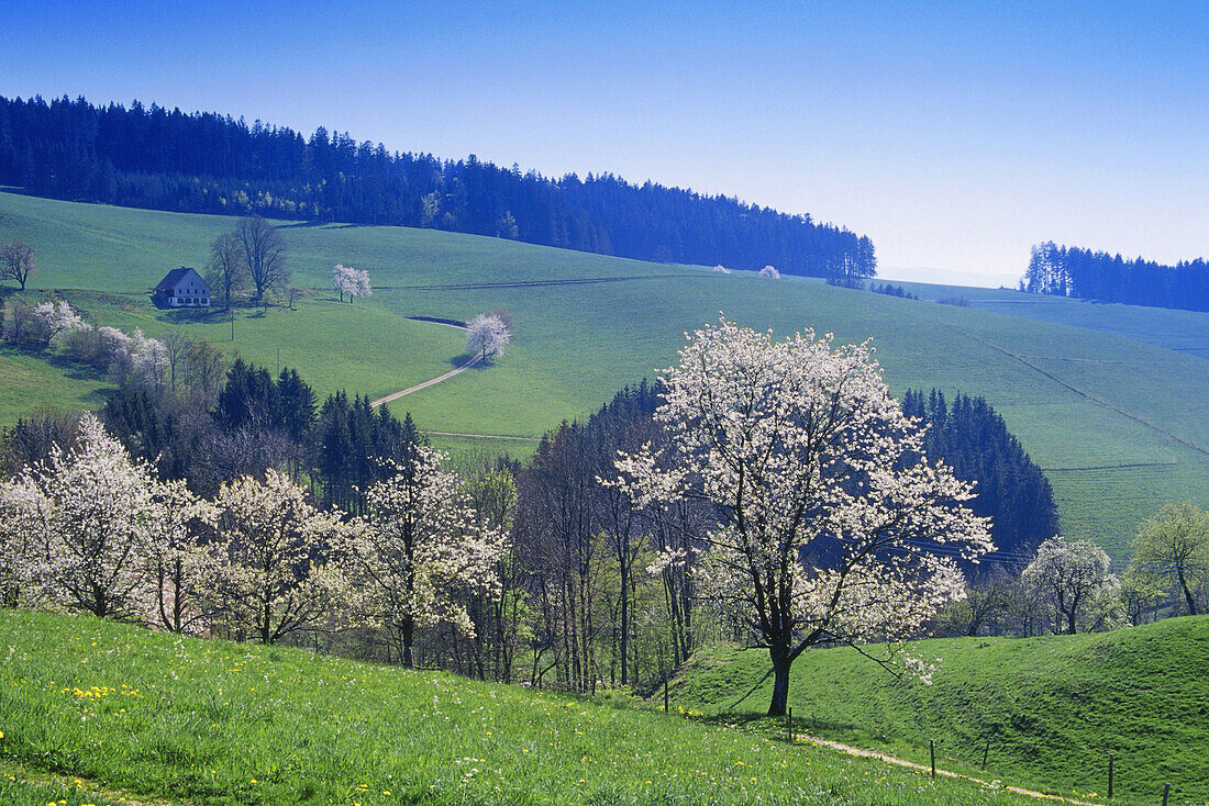 Kirschblüte, St. Märgen, Schwarzwald, Baden-Württemberg, Deutschland