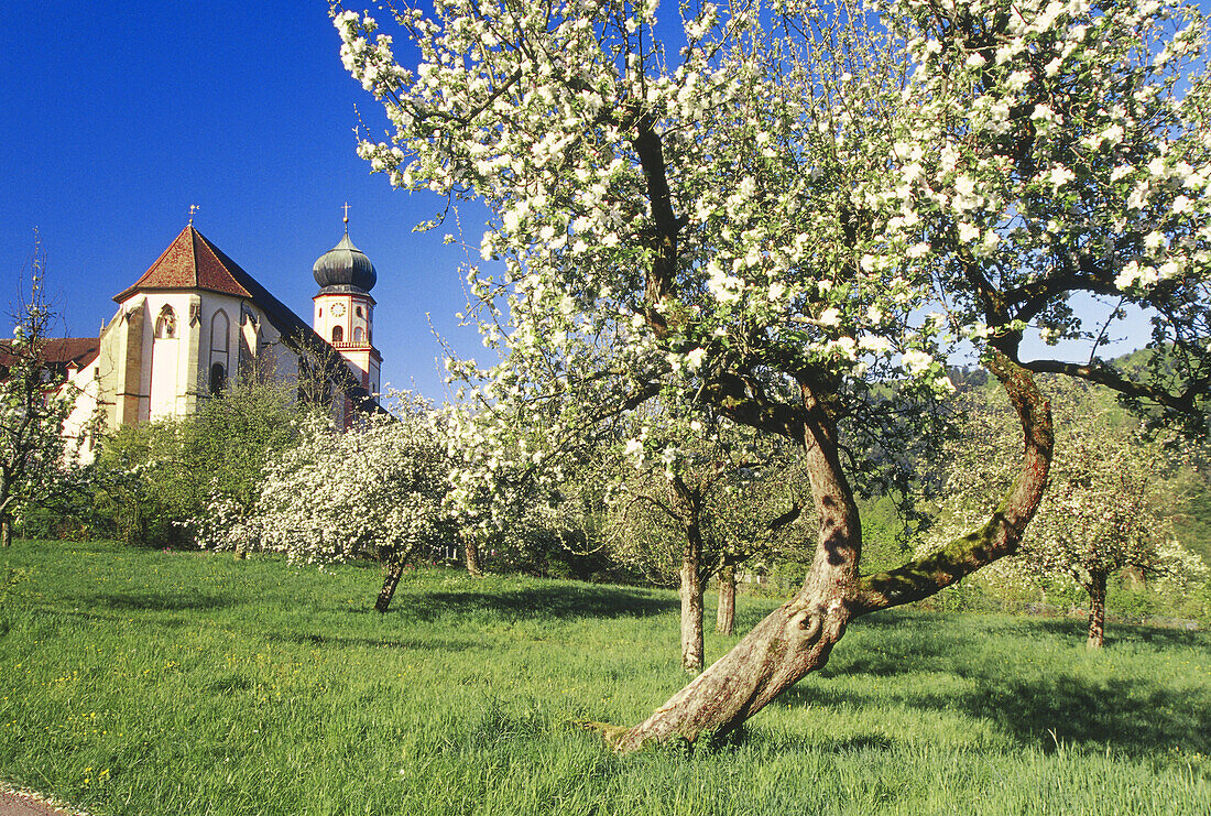 Blooming apple trees and St. Trudpert's Abbey, Munstertal, Black Forest, Baden Wurttemberg, Germany