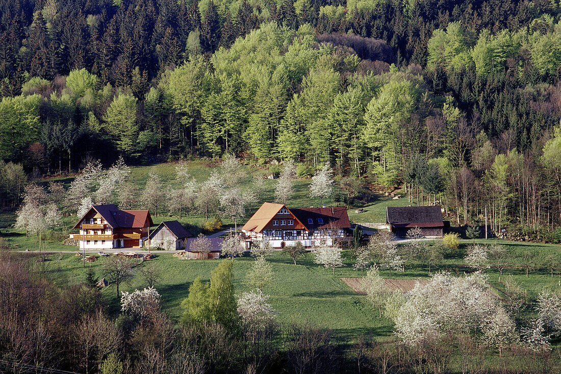 Typical house in the Black Forest with cherry blossom, Sasbach, Achern, Black Forest, Baden Württemberg, Germany