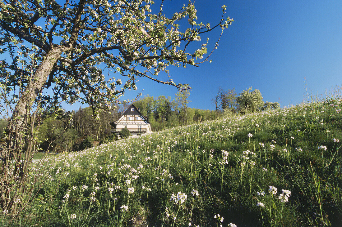 Blick über eine Blumenwiese mit blühendem Apfelbaum auf Schwarzwaldhof, Sasbach, Schwarzwald, Baden-Württemberg, Deutschland