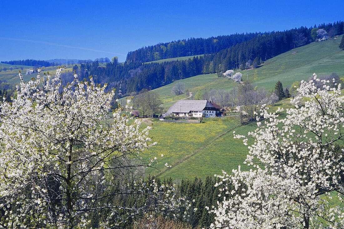 Blooming cherry trees and Black Forest farm, Sankt Margen, Black Forest, Baden Wurttemberg, Germany