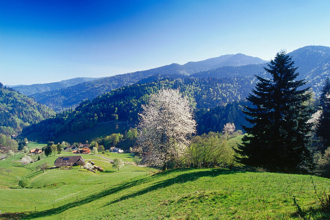 Kirschblüte, Untermünstertal, Schwarzwald, Baden-Württemberg, Deutschland