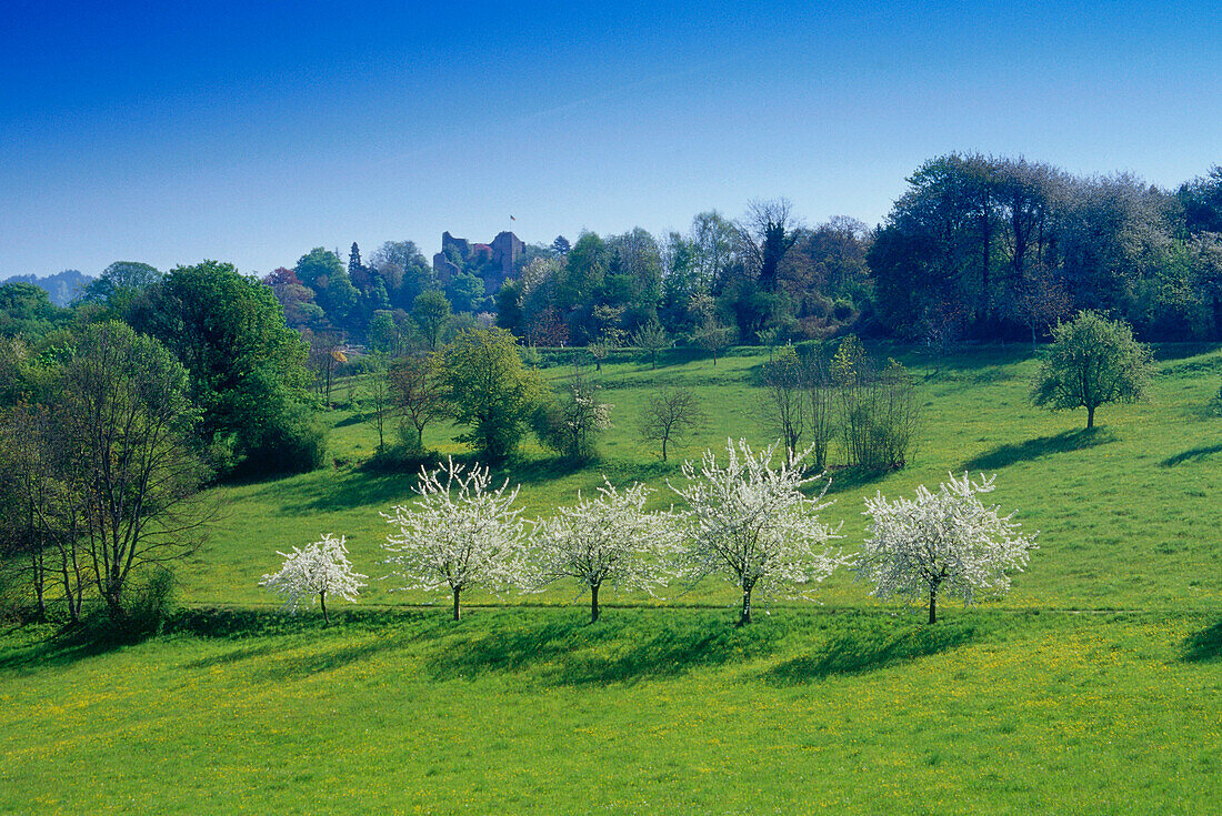 Blooming cherry trees, Zaehringerburg, Badenweiler, Black Forest, Baden-Wurttemberg, Germany
