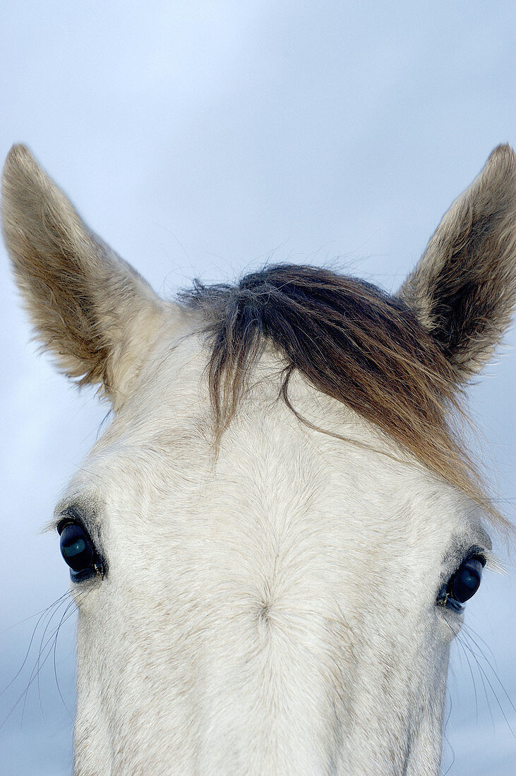  Animal, Animals, Close up, Close-up, Closeup, Color, Colour, Daytime, Detail, Details, Exterior, Farm animals, Farming, Head, Heads, Horse, Horsehair, Horses, Livestock, Looking at camera, Mammal, Mammals, Mane, Nature, One, One animal, Outdoor, Outdoors