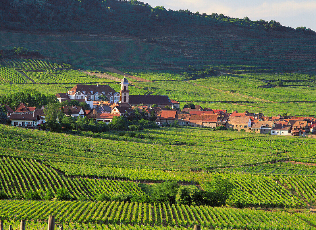 Vineyards. Saint-Hyppolyte. Alsace. France