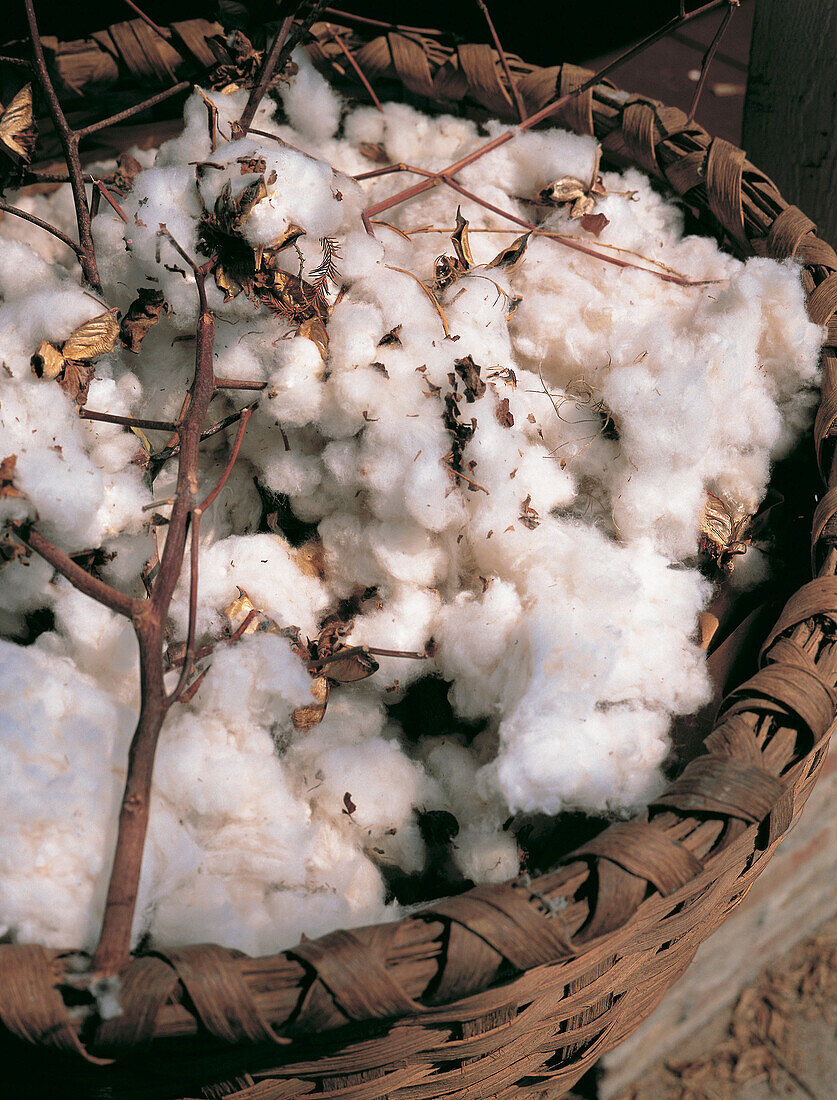 Cotton freshly cropped. Louisiana. USA