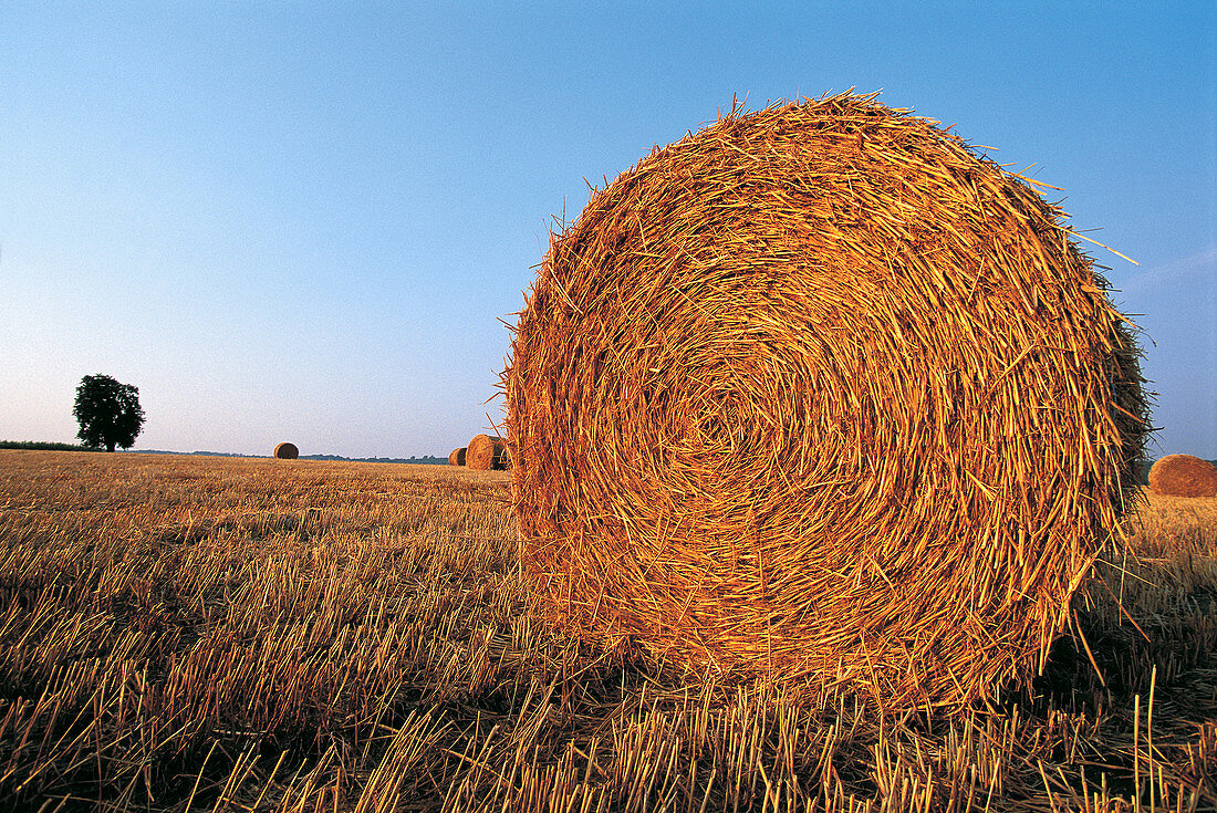 Bales of straw at dusk in a field. Normandy. France