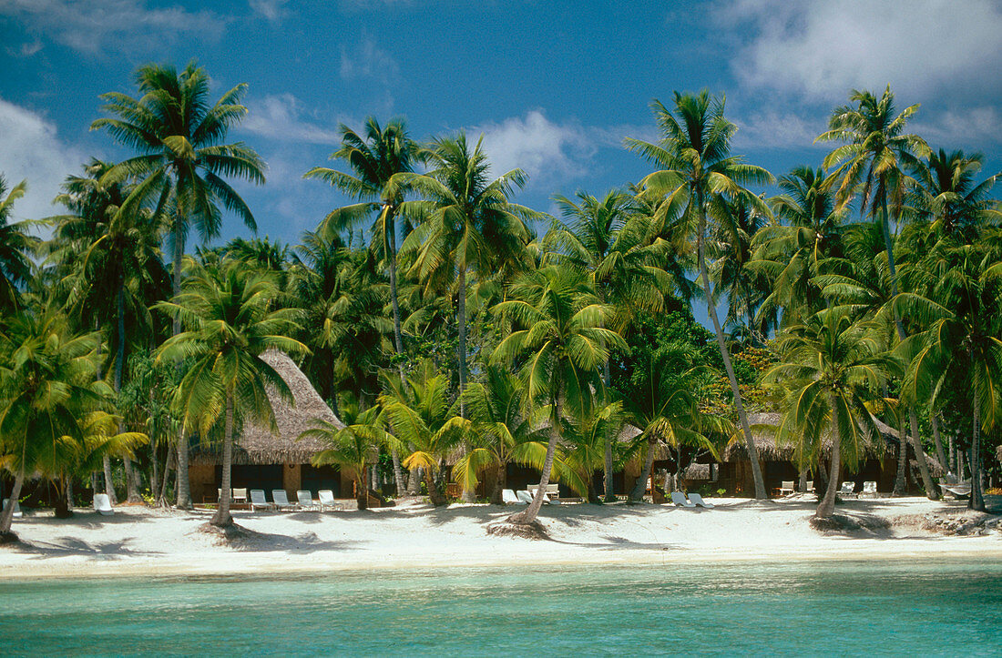 Beach & coconut palms in Rangiroa atoll.Tuamotus. French Polynesia