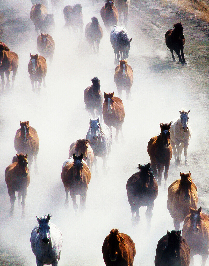Galloping horses at ranch. Wyoming. USA