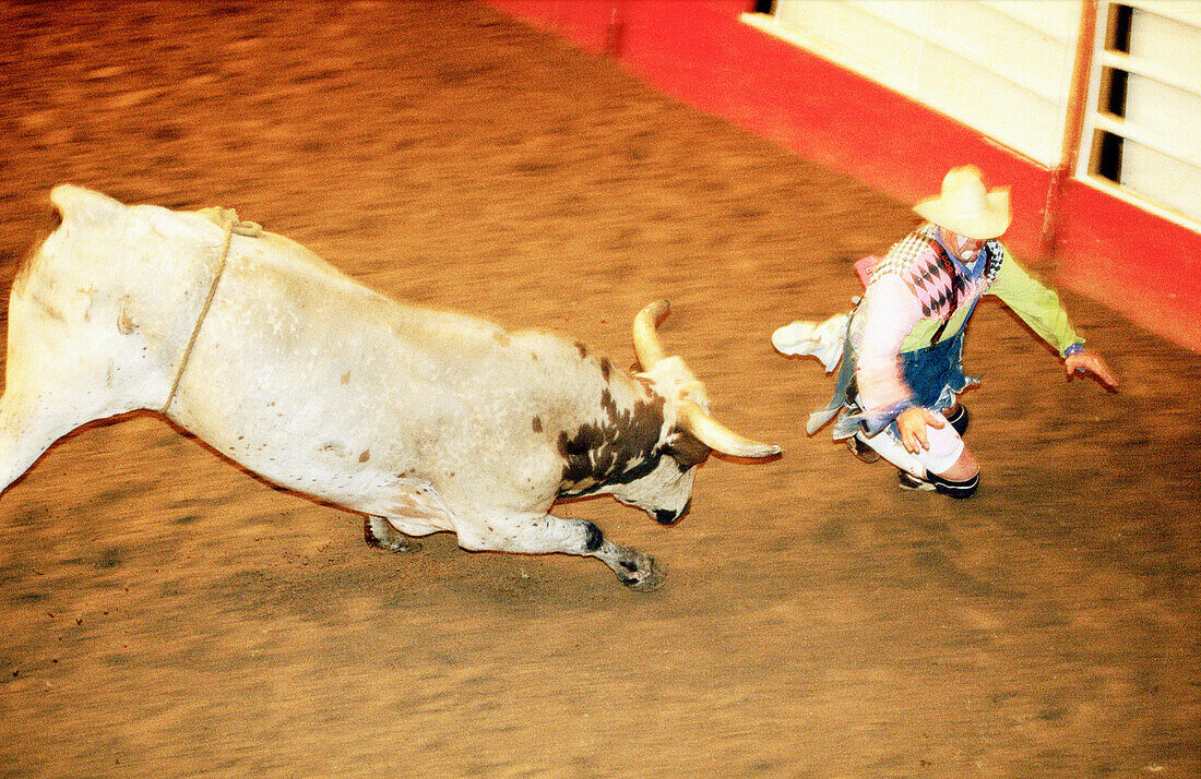 Cow boy and bull at rodeo. Texas. USA